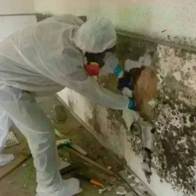 Mold Remediation and Removal in Jones County, NC